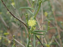 Helinus spartioides