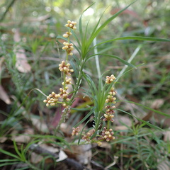 Lomandra obliqua