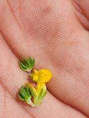 Aspalathus juniperina juniperina