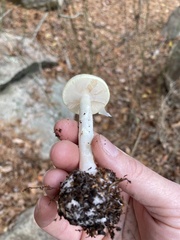 Amanita russuloides