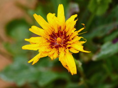 Reichardia tingitana