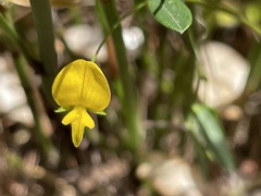 Rhynchosia leucoscias