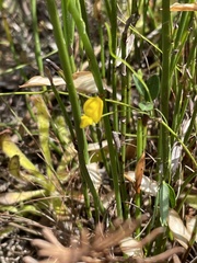 Rhynchosia leucoscias