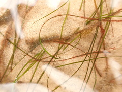 Zostera