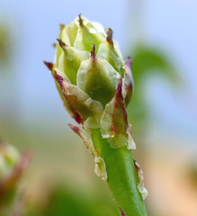 Reichardia tingitana