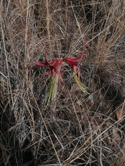 Hippeastrum cybister