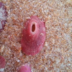 Fissurella mutabilis