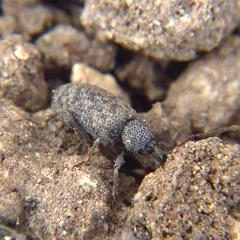 Otiorhynchus sulcatus