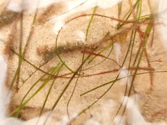 Zostera