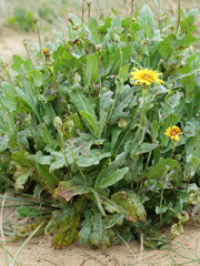 Reichardia tingitana