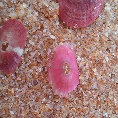 Fissurella mutabilis