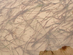 Zostera