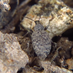 Otiorhynchus sulcatus