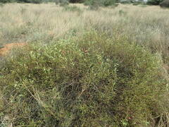 Hermannia burchellii