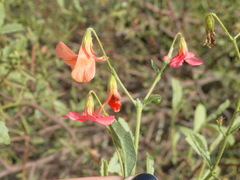 Hermannia burchellii