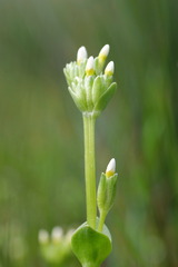 Sebaea albidiflora