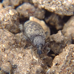 Otiorhynchus sulcatus