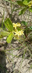 Eriosemopsis subanisophylla