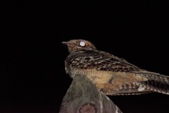 Caprimulgus ruficollis