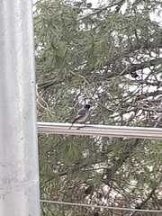 Phoenicurus ochruros