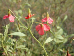 Hermannia burchellii