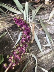 Phytolacca thyrsiflora