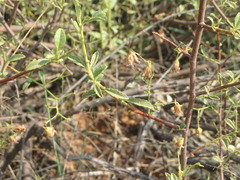 Hermannia burchellii