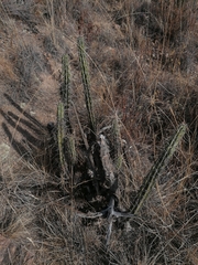 Corryocactus melanotrichus