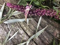 Phytolacca thyrsiflora