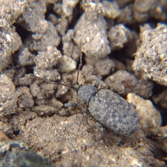 Otiorhynchus sulcatus