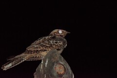 Caprimulgus ruficollis