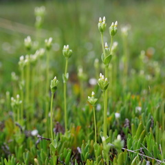 Sebaea albidiflora