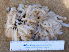 Sepioteuthis australis