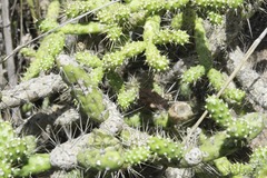Opuntia pumila