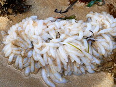 Sepioteuthis australis