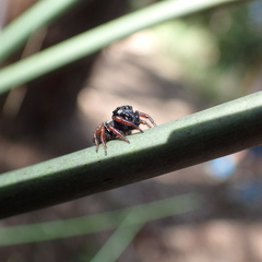 Zenodorus orbiculatus