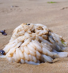 Sepioteuthis australis