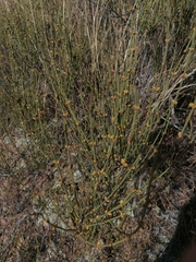 Ephedra americana