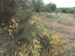 Lasiosiphon polycephalus