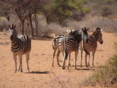 Equus quagga