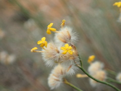 Lasiosiphon polycephalus