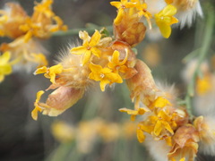 Lasiosiphon polycephalus