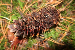 Pucciniastrum areolatum