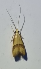 Crocanthes prasinopis