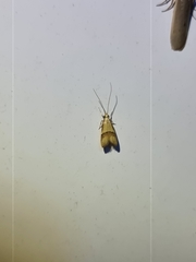 Crocanthes prasinopis