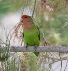 Agapornis roseicollis