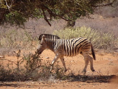 Equus quagga