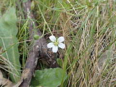 Geranium retrorsum