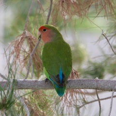 Agapornis roseicollis