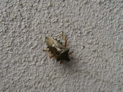 Pinthaeus sanguinipes